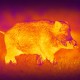 Kamera termowizyjna Pard Leopard 480 25mm
